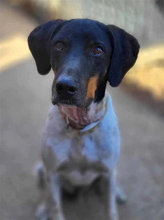 Bruno, male young mixed breed for adoption at Stichting AAI, Amsterdam