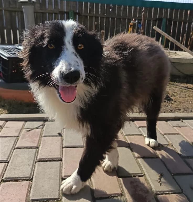 Baby, female young Border Collie for adoption at Stichting AAI, Amsterdam