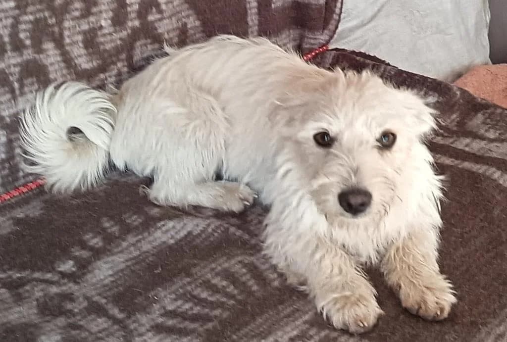 Lucy, female young mixed breed for adoption at Stichting AAI, Amsterdam