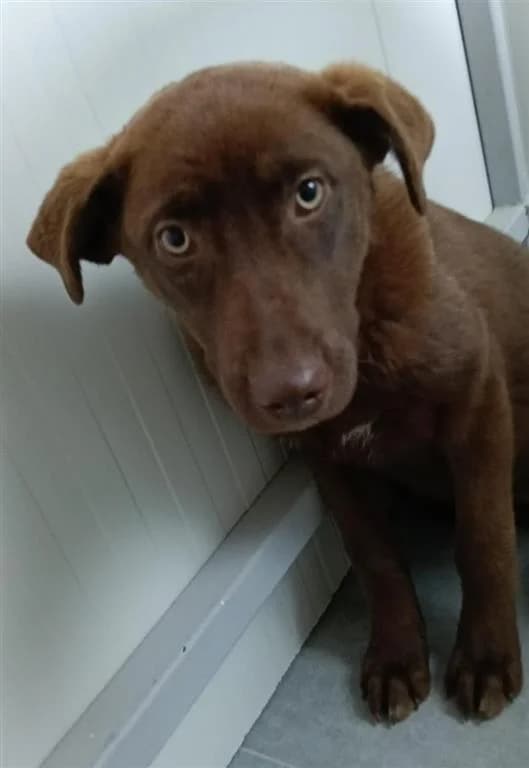 Toffee, female puppy mixed breed for adoption at Stichting AAI, Amsterdam