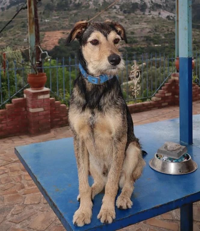 Tim, male 3yo mixed breed for adoption at Stichting AAI, Amsterdam