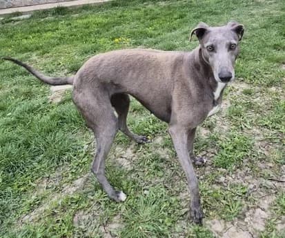 Ayla, female young mixed breed for adoption at Stichting AAI, Amsterdam