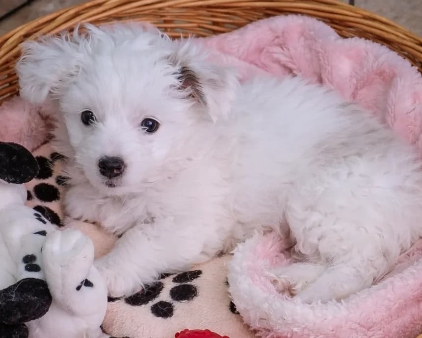 Milou, female puppy mixed breed for adoption at Stichting AAI, Amsterdam