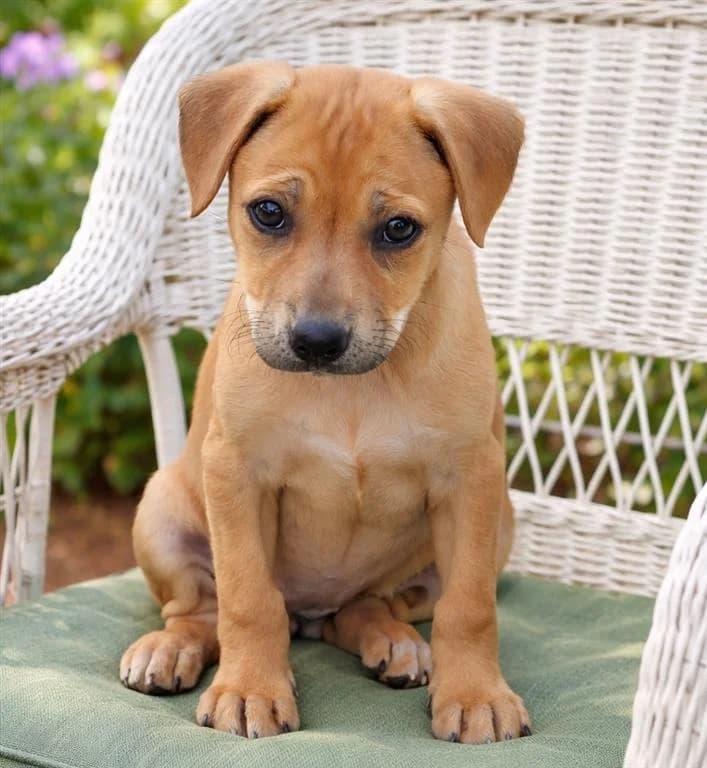 Tina, female puppy mixed breed for adoption at Stichting AAI, Amsterdam