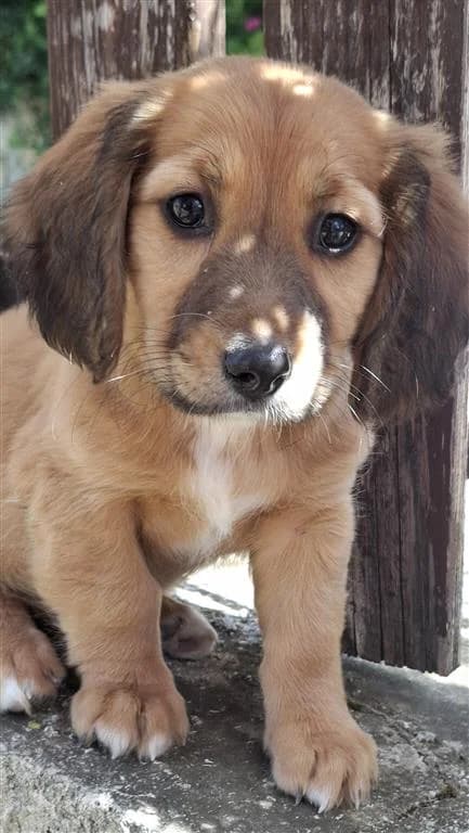 Jenna, female puppy mixed breed for adoption at Stichting AAI, Amsterdam