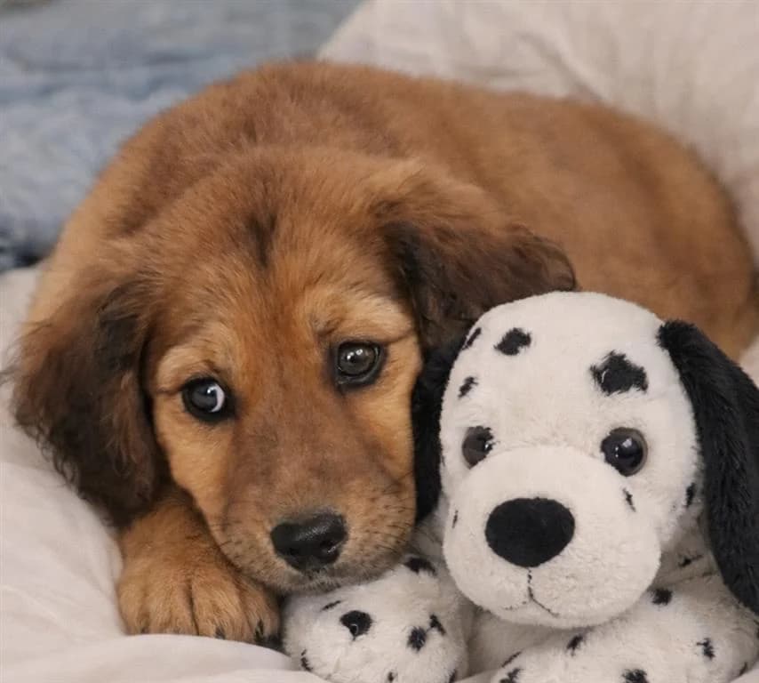 Mojo, male puppy mixed breed for adoption at Stichting AAI, Amsterdam