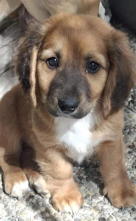 Basco, male puppy mixed breed for adoption at Stichting AAI, Amsterdam