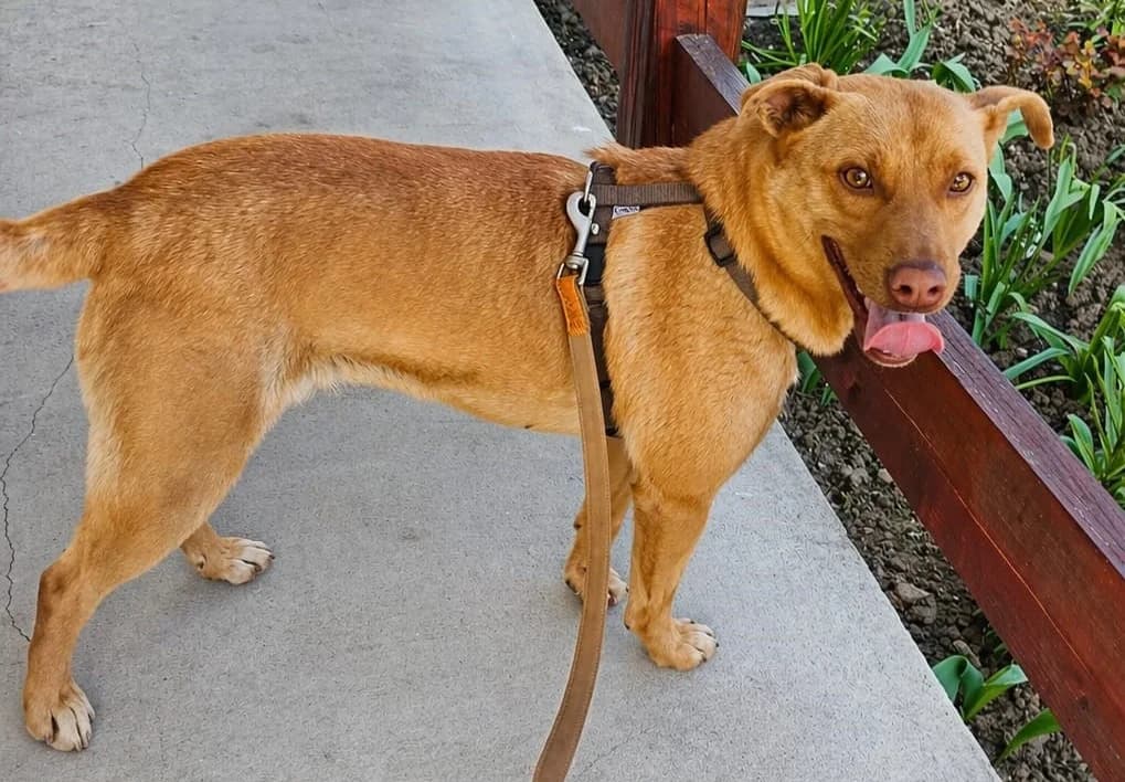 Lara, female 3yo mixed breed for adoption at Stichting AAI, Amsterdam