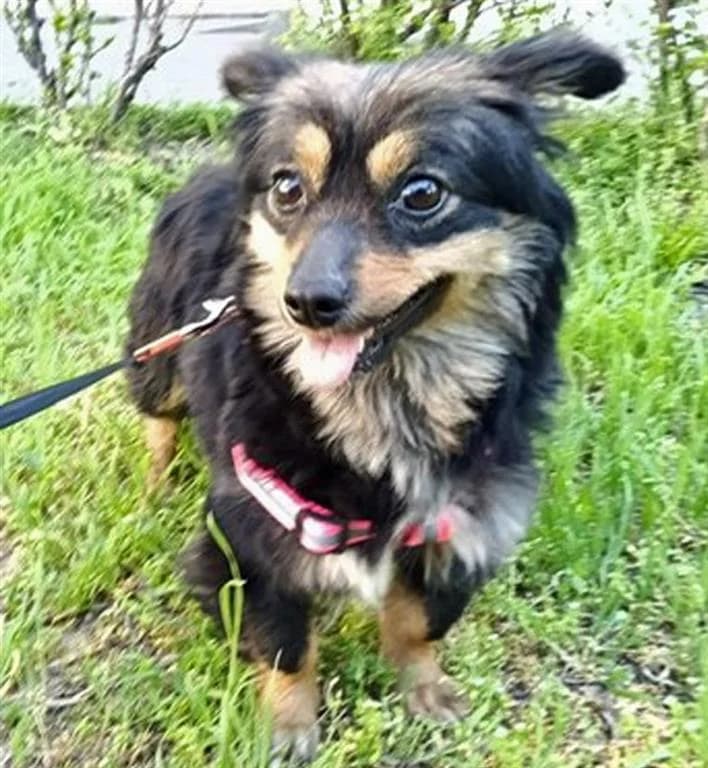 Tess, female young mixed breed for adoption at Stichting AAI, Amsterdam