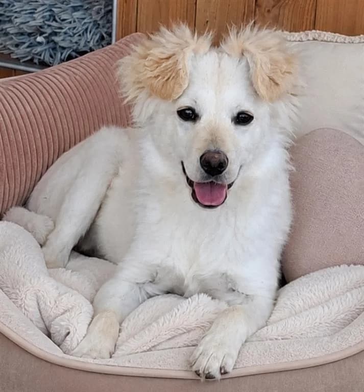Angie, female puppy mixed breed for adoption at Stichting AAI, Amsterdam