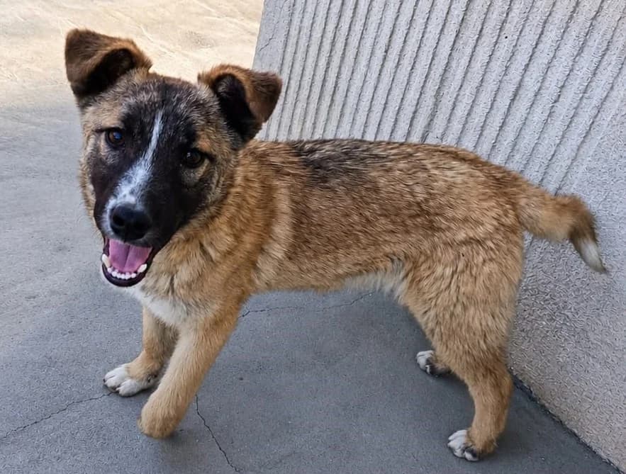 Alfie, male young mixed breed for adoption at Stichting AAI, Amsterdam