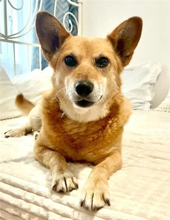 Johnny, male 6yo mixed breed for adoption at Stichting AAI, Amsterdam