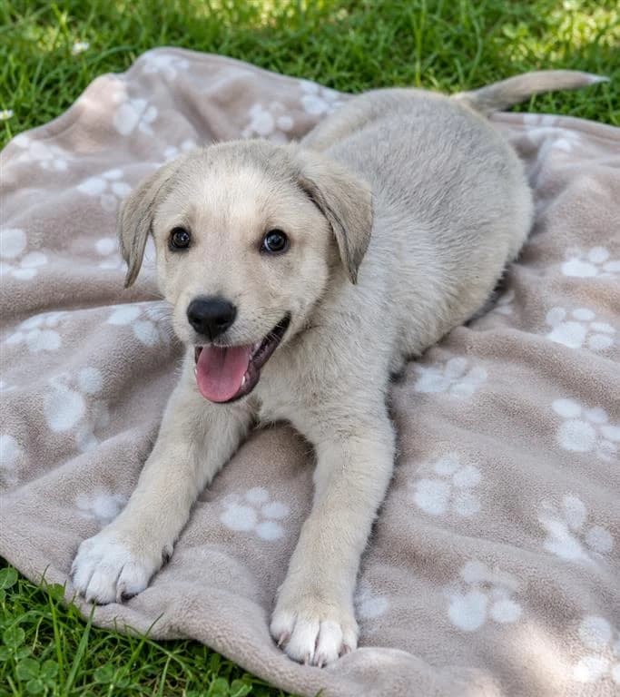 Tobias, male young mixed breed for adoption at Stichting AAI, Amsterdam