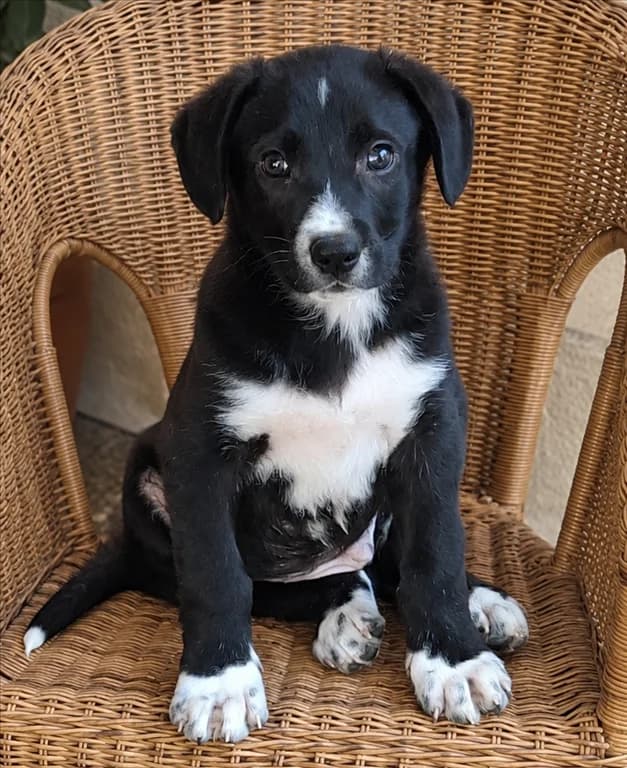 Allen, male young mixed breed for adoption at Stichting AAI, Amsterdam