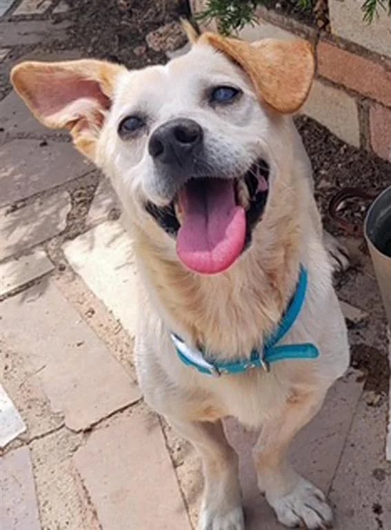 Arie, male 6yo mixed breed for adoption at Stichting AAI, Amsterdam