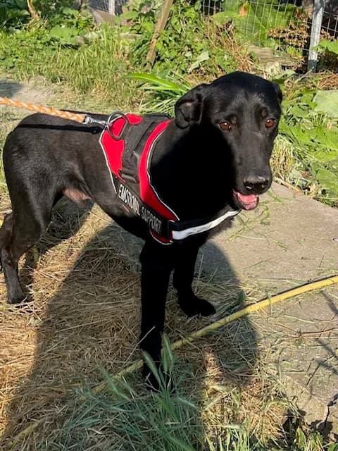 Henkie, male young mixed breed for adoption at Stichting AAI, Amsterdam