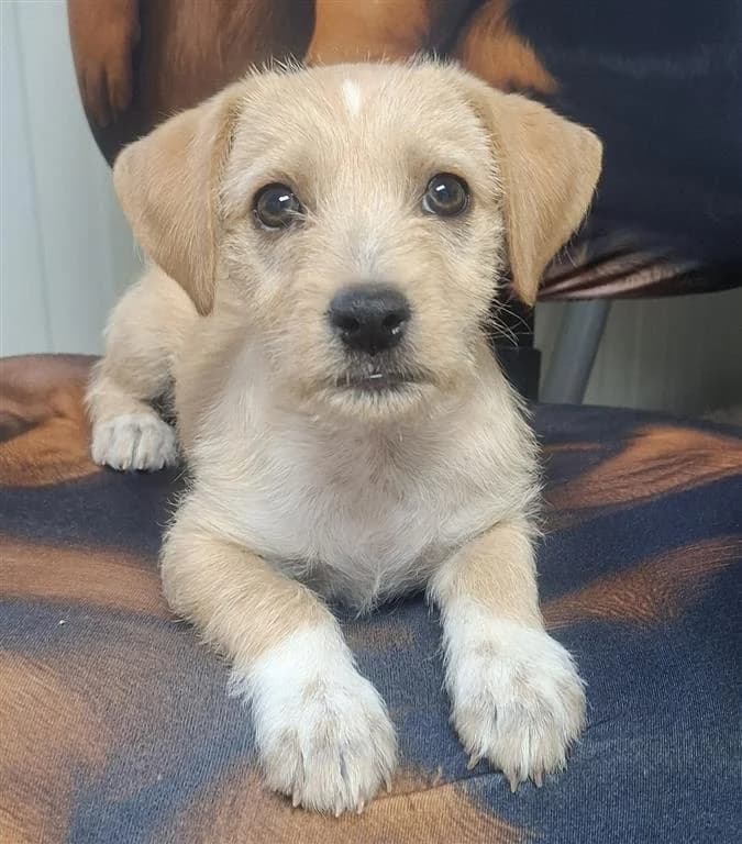 Freya, female young mixed breed for adoption at Stichting AAI, Amsterdam