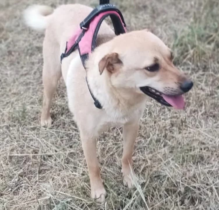 Patty, female 3yo mixed breed for adoption at Stichting AAI, Amsterdam
