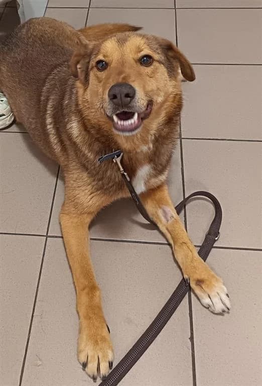 Ben, male mixed breed for adoption at Stichting AAI, Amsterdam
