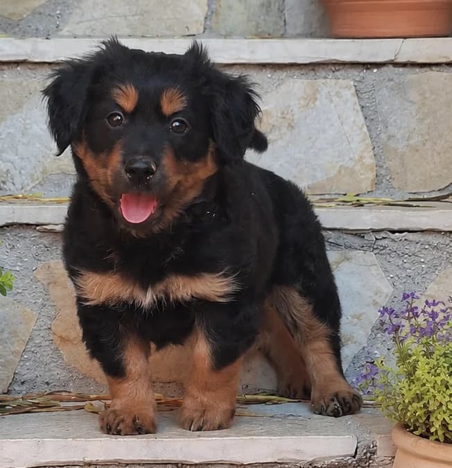 Reno, male puppy mixed breed for adoption at Stichting AAI, Amsterdam