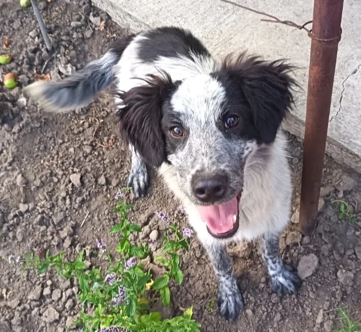 Nino,  (Stichting AAI)