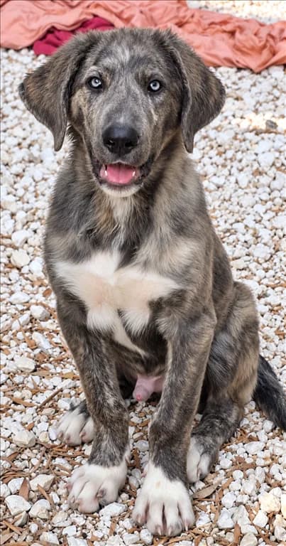 Logan, male young mixed breed for adoption at Stichting AAI, Amsterdam