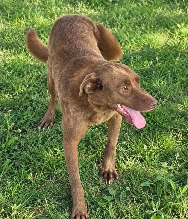Kazzie, male 4yo mixed breed for adoption at Stichting AAI, Amsterdam