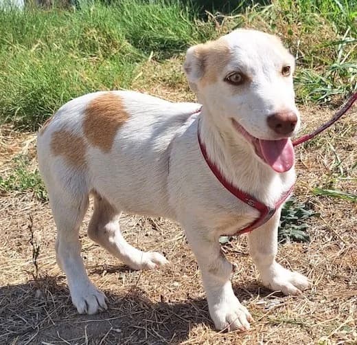 Liam, male puppy mixed breed for adoption at Stichting AAI, Amsterdam