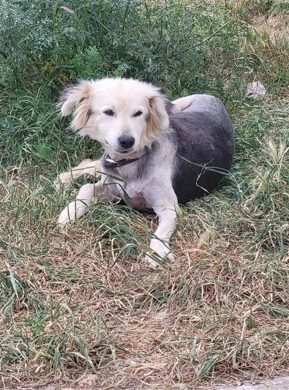 Rallou, female senior mixed breed for adoption at Stichting AAI, Amsterdam