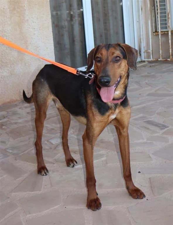 Cookie, male young mixed breed for adoption at Stichting AAI, Amsterdam