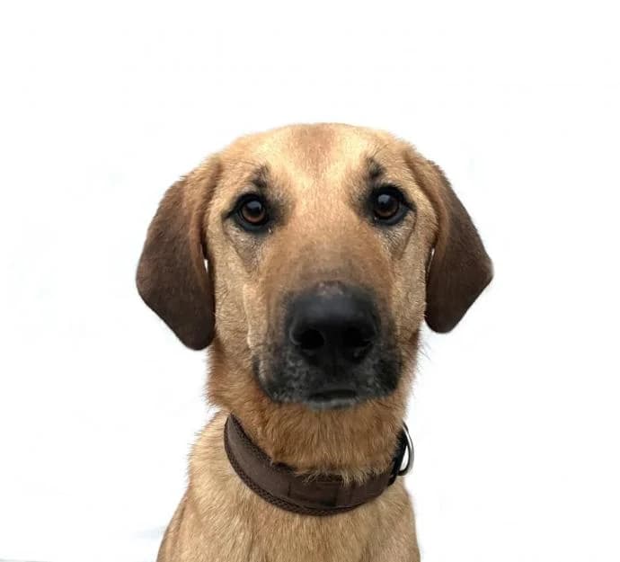 Moose, male mixed breed for adoption at Stichting Animals Faith