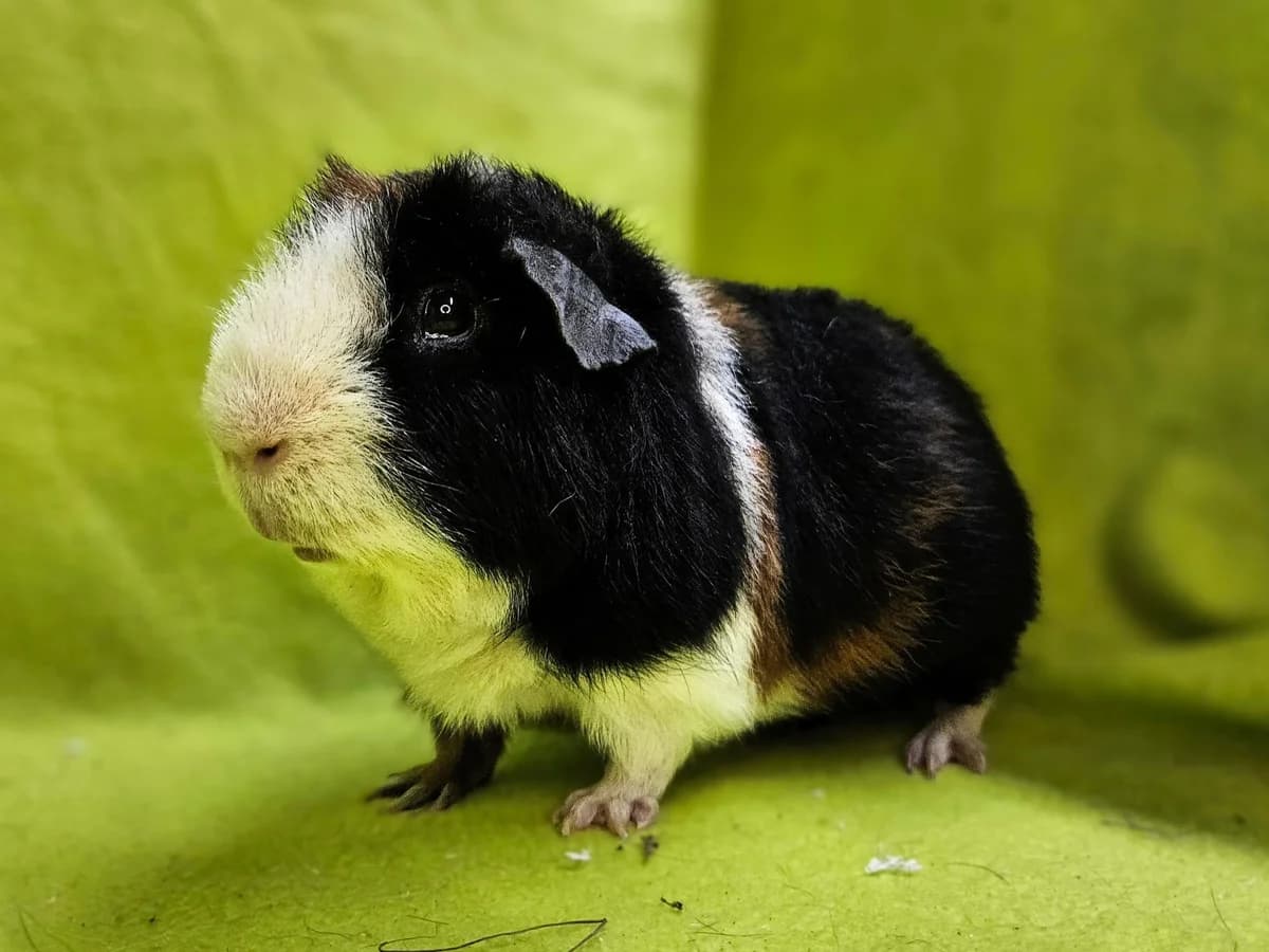 Alvindo, Mixed Breed (Stichting Cavia)