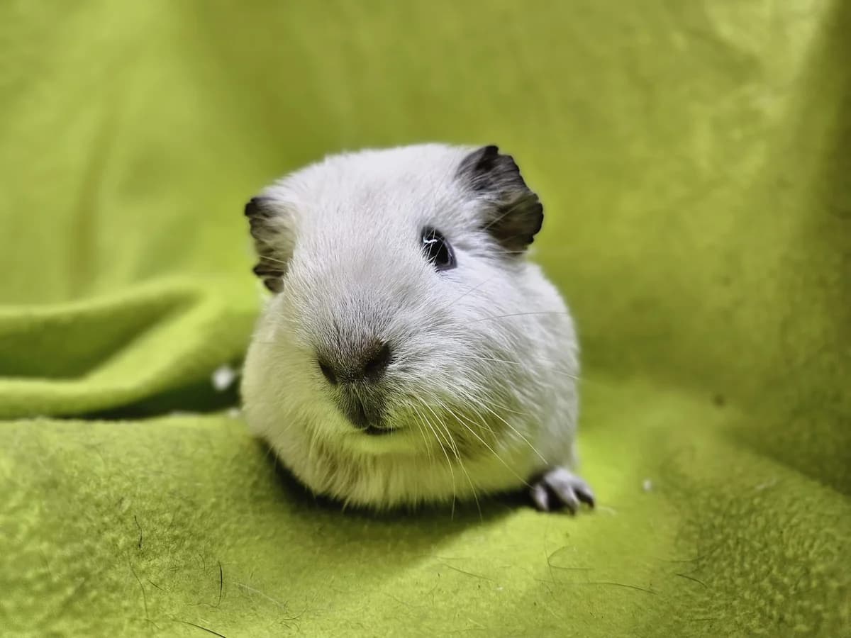 Aviko, Mixed Breed (Stichting Cavia)