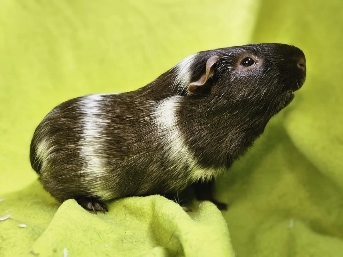 Baby, young Mixed Breed for adoption at Stichting Cavia, Netherlands