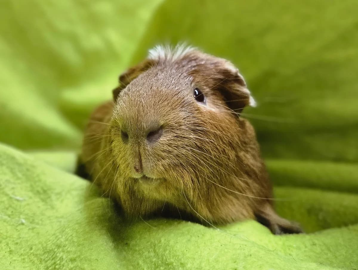 Bailey, Mixed Breed (Stichting Cavia)