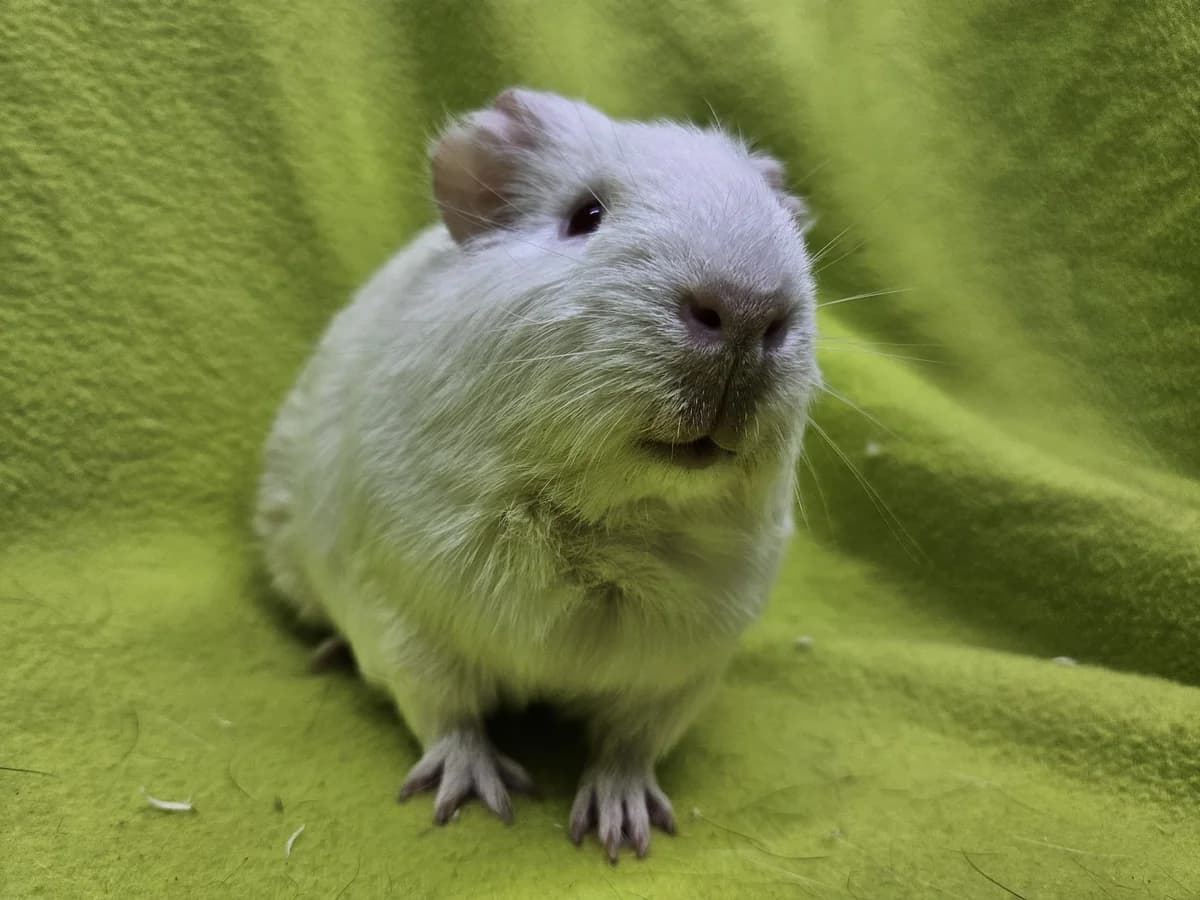Bro, wit  puppy Mixed Breed for adoption at Stichting Cavia, Netherlands