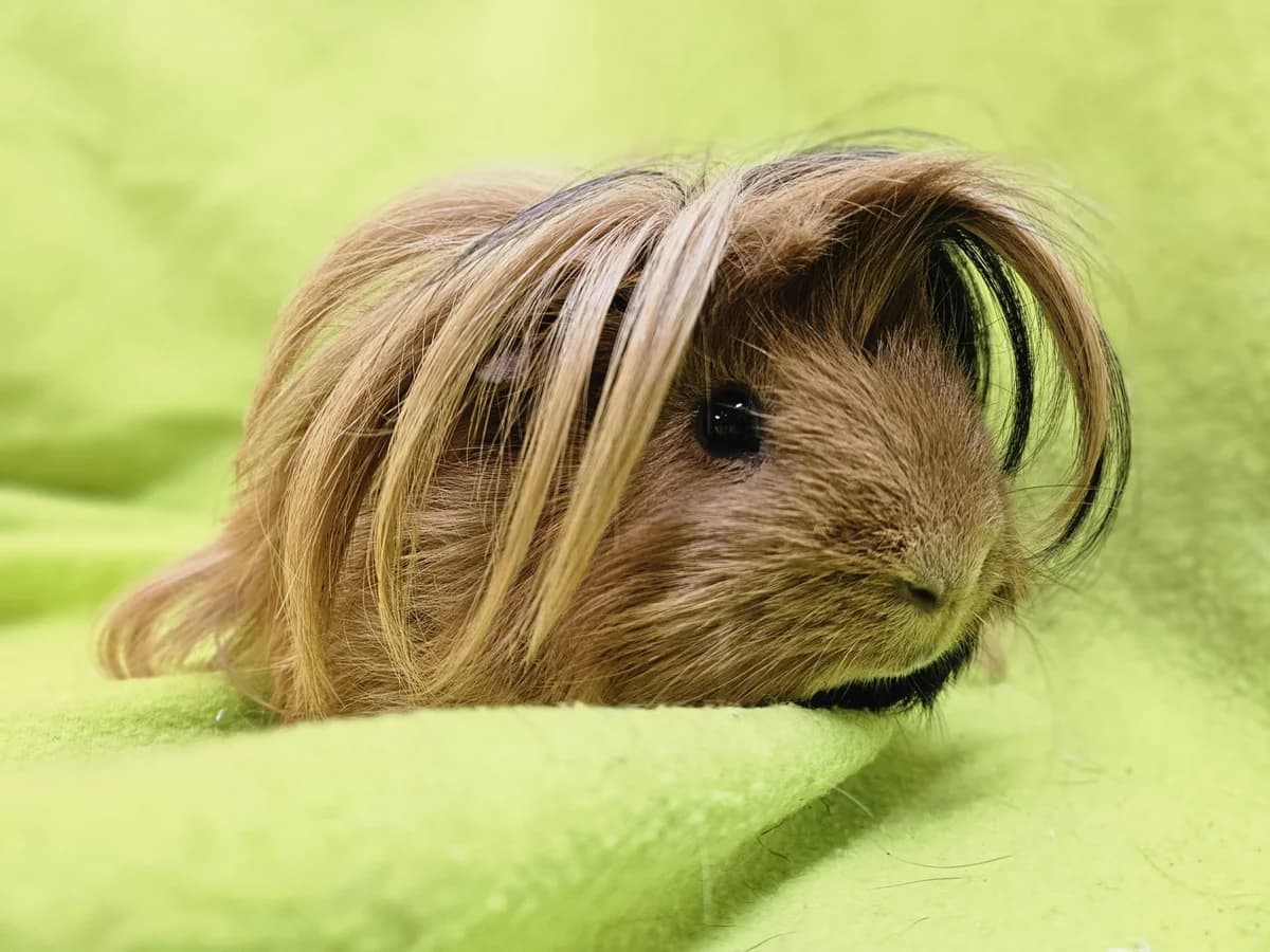 Chewie,  young Mixed Breed for adoption at Stichting Cavia, Netherlands