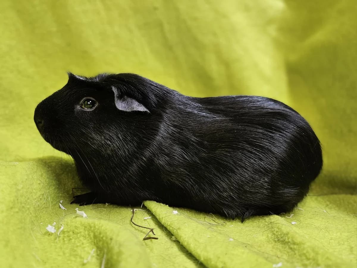 Herman, Mixed Breed (Stichting Cavia)