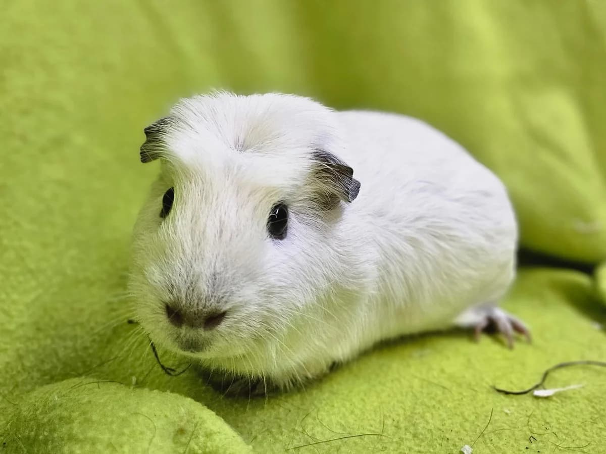 Pathé,  puppy Mixed Breed for adoption at Stichting Cavia, Netherlands