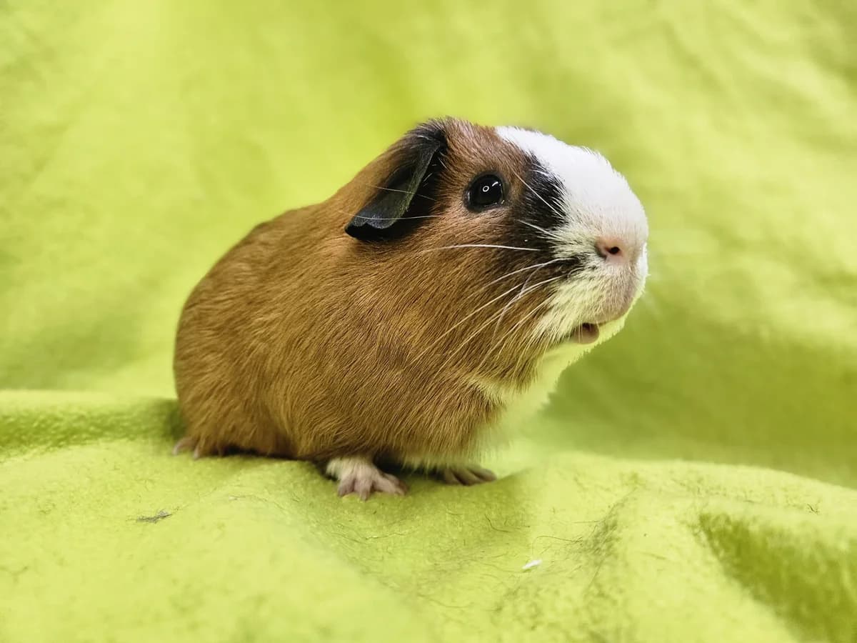Rocky,  young Mixed Breed for adoption at Stichting Cavia, Netherlands
