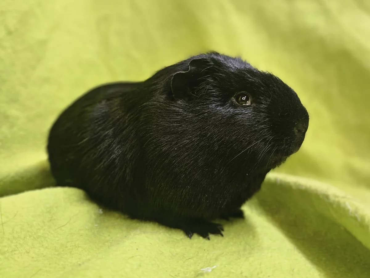Shadow, Mixed Breed (Stichting Cavia)