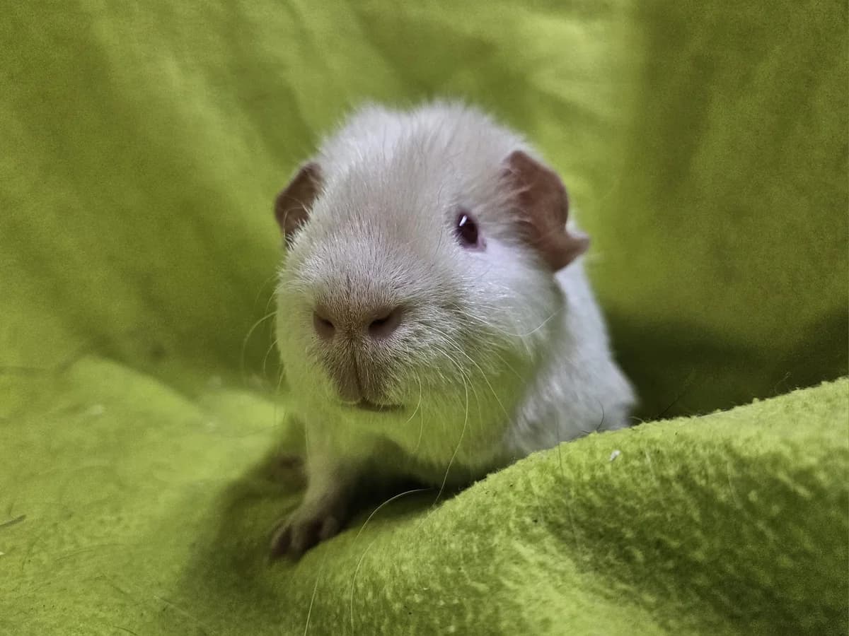 Stephan, Mixed Breed (Stichting Cavia)