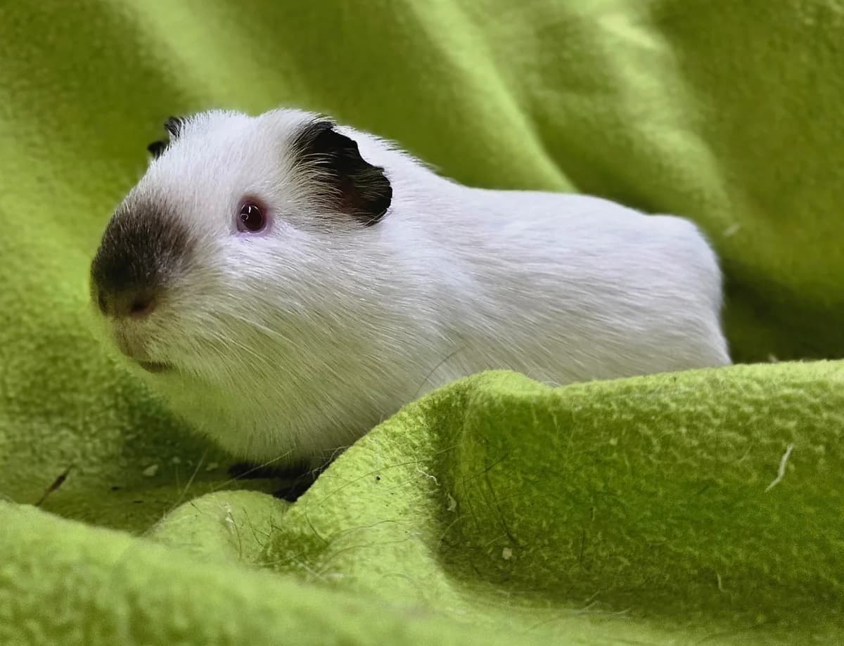 Stroganoff, Mixed Breed (Stichting Cavia)