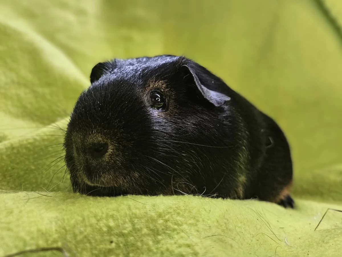 Tanner, Mixed Breed (Stichting Cavia)