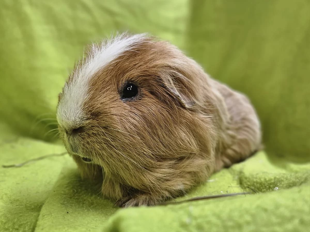 Teun, Mixed Breed (Stichting Cavia)