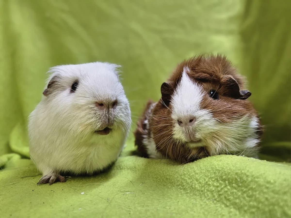 Tim & Rosie, 4yo Mixed Breed for adoption at Stichting Cavia, Netherlands
