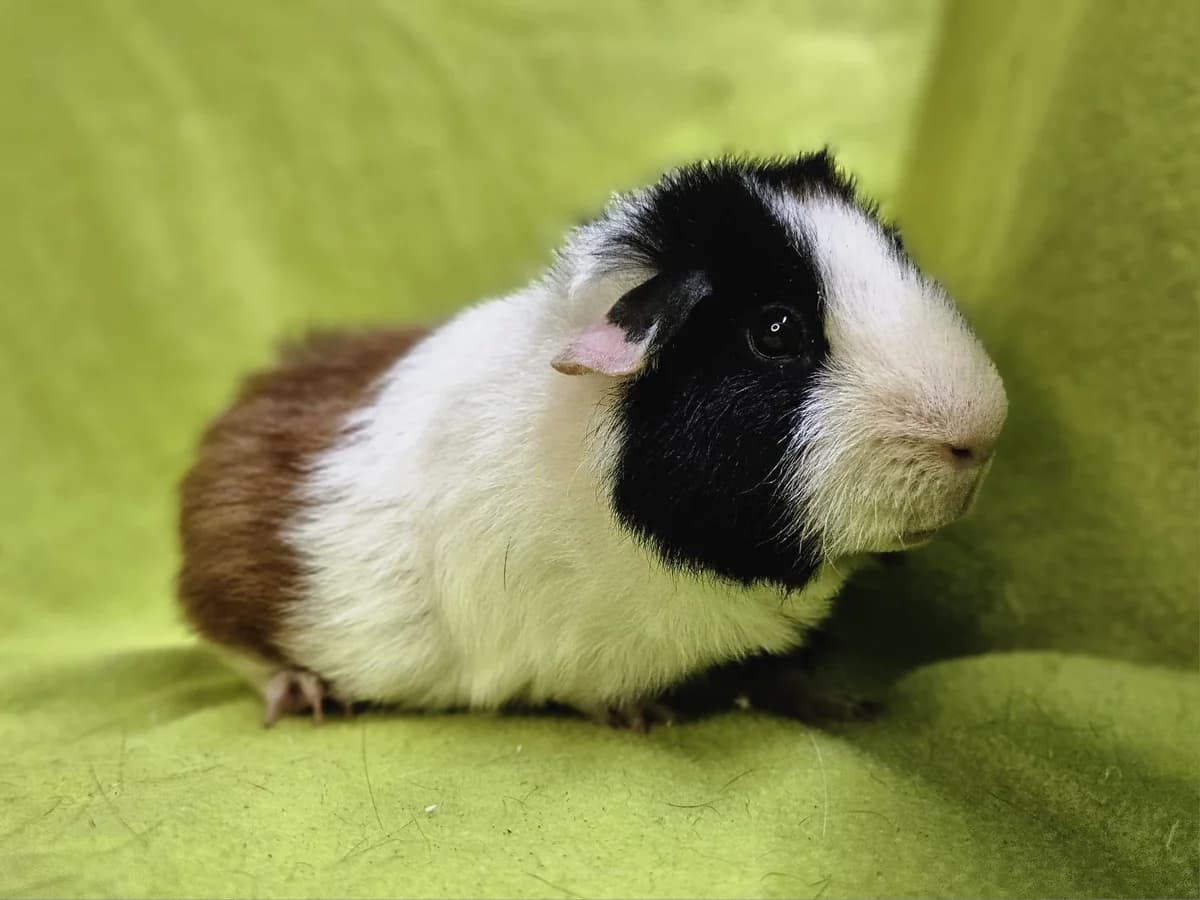 Vincent, Mixed Breed (Stichting Cavia)