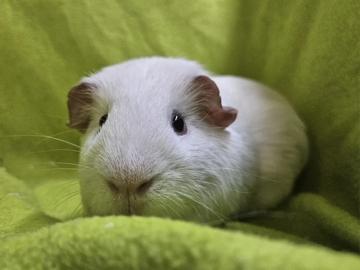 Wietse, male puppy Mixed Breed for adoption at Stichting Cavia, Netherlands