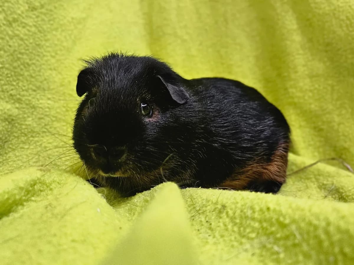 Wolf, Mixed Breed (Stichting Cavia)