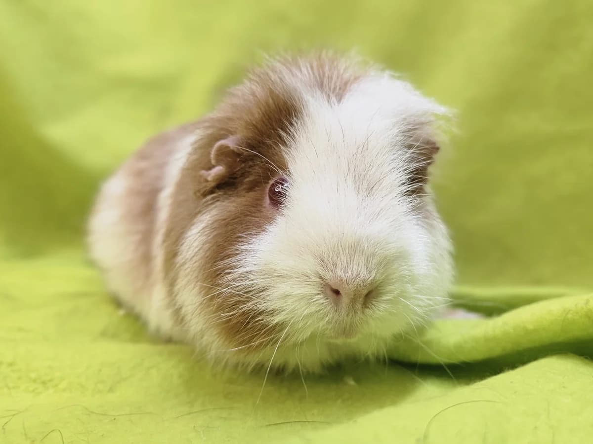 Zonnester, young Mixed Breed for adoption at Stichting Cavia, Netherlands